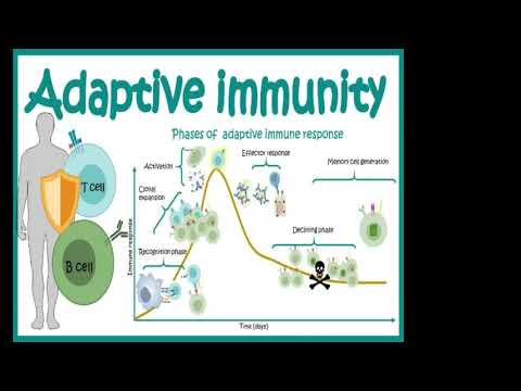 Embedded thumbnail for VITAMIN D IMMUNOLOGY